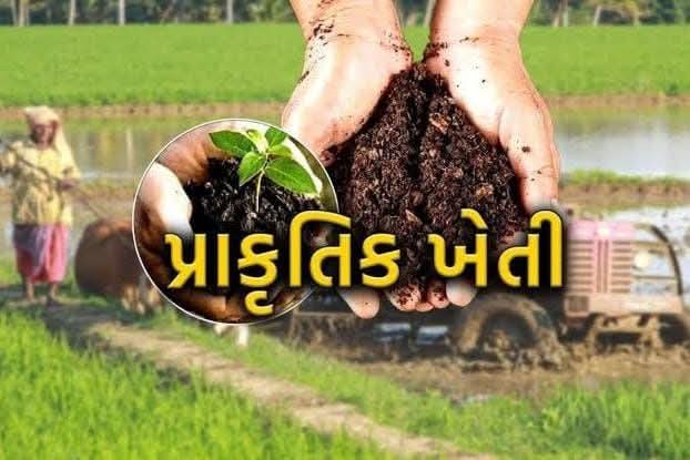 પ્રાકૃતિક ખેતીથી ચણા ઉગાડવાની રીત